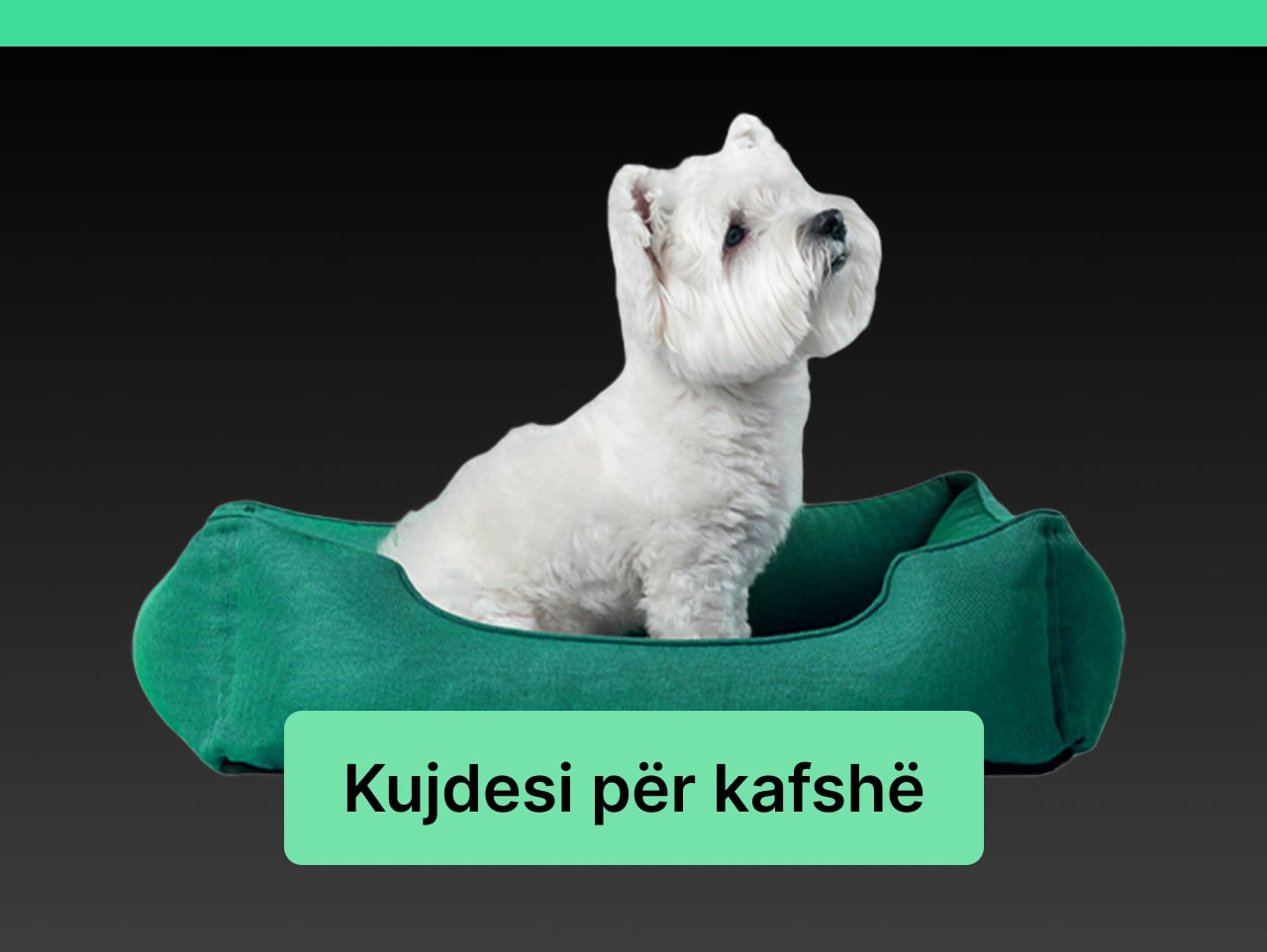 kujdesi per kafsheee